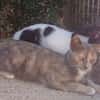 Zarte Lola sucht Zuhause