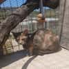 Zarte Lola sucht Zuhause