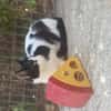 Kleine Two Spot sucht Zuhause!