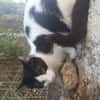 Kleine Two Spot sucht Zuhause!
