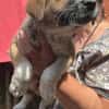 Cosmo, kleiner Hundemann auf der Suche