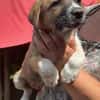 Cosmo, kleiner Hundemann auf der Suche
