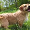 Rocco der Gute-Laune-Hund