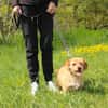 Rocco der Gute-Laune-Hund