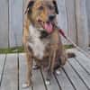 🐾 Charly sucht sein Für-Immer-Zuhause