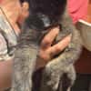 Cassia, kleines Hundekind auf der Suche