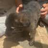 Cassia, kleines Hundekind auf der Suche