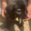 Cassia, kleines Hundekind auf der Suche