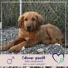 David - ich suche eine Familie