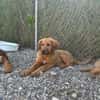 David - ich suche eine Familie