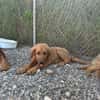 David - ich suche eine Familie