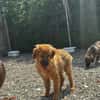 Denzel - flauschiger kleiner Entdecker