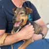 Bobby - fast 2 jähriger sucht dich