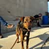 Bobby - fast 2 jähriger sucht dich