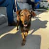 Bobby - fast 2 jähriger sucht dich