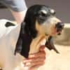 Liebenswerte Diana sucht Familie