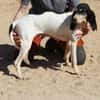 Liebenswerte Diana sucht Familie