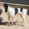Liebenswerte Diana sucht Familie