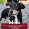 Welpenbub Malfi sucht sein Glück