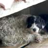 Keno ist ein Traumhund durch und durch!