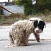Keno ist ein Traumhund durch und durch!