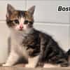 BOSTON (Réservé) Cookie
