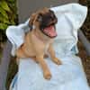 KEATON, chiot mâle Berger Créole