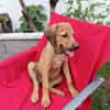 OSLOW, CHIOT MÂLE BERGER CRÉOLE
