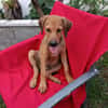 OSLOW, CHIOT MÂLE BERGER CRÉOLE