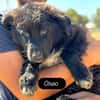 OREO
