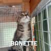 Fraterie de 5 chatonnes : Baya, Bird, Best, Bubble et Banette