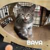 Fraterie de 5 chatonnes : Baya, Bird, Best, Bubble et Banette