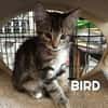 Fraterie de 5 chatonnes : Baya, Bird, Best, Bubble et Banette