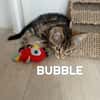 Fraterie de 5 chatonnes : Baya, Bird, Best, Bubble et Banette