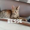 Fraterie de 4 : Bresse, Besse, Blini et Babelle