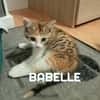 Fraterie de 4 : Bresse, Besse, Blini et Babelle