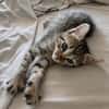 Bouboule