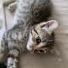 Bouboule