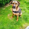 Buck ein toller Familienhund