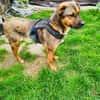 Buck ein toller Familienhund