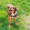 Buck ein toller Familienhund