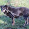 Acantha- freundlich u. verschmust