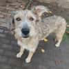 Tilly mit den schiefen Ohren
