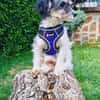 Schnoodle Mix Dara