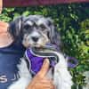 Schnoodle Mix Dara