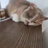 Minni Maus sucht liebevolles Zuhause