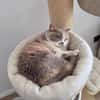 Minni Maus sucht liebevolles Zuhause