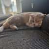 Minni Maus sucht liebevolles Zuhause