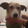 Ruhige kleine Hundedame Latka