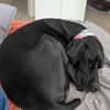 Traumhund sucht Dich
